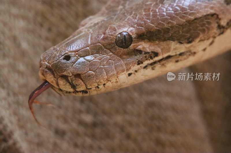 麻袋上的印度蟒蛇(python molurus)头部的全画幅图像，用分叉的舌头，鼻孔和坑器官品尝空气，看着相机，棕色蛇皮鳞片图案，头照